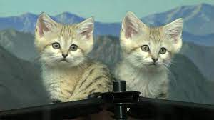 Cute Sand Cat Kittens Cincinnati Zoo