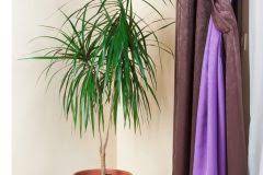 Maybe you would like to learn more about one of these? Drachenbaum Verzweigen So Regen Sie Neue Triebe An