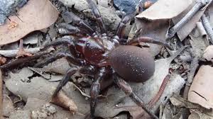 Find out all about chumpy : New Trapdoor Spider Group Discovered In Australia S East 7news Com Au