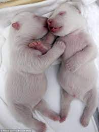 How many babies do the polar bears have? Baby Newborn Pictures Of Polar Bears Newborn Baby