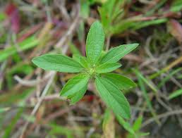 Image result for Acalypha polymorpha