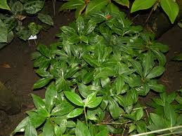 Image result for Tradescantia zanonia