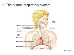 Gambar 2.1 sistem respirasi manusia: Sistem Pernapasan K D 3 4 Menjelaskan Keterkaitan Antara Struktur Fungsi Dan Proses Serta Kelainan Penyakit Yang Terjadi Pada Sistem Pernapasan Manusia Ppt Download
