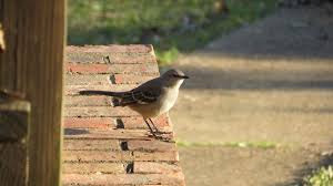 Maybe you would like to learn more about one of these? Backyard Birds Of East Texas Pamperingcampers Blog