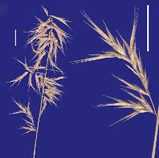 Image result for Sporobolus agrostoides