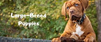 My dog got to a point where we thought he was afraid to go down the stairs because he would stand at the top, look down and then turn around. Large Breed Puppies Seven Hills Veterinary Hospital