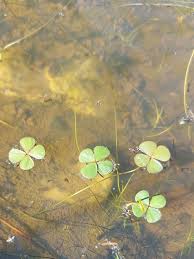 Image result for Blotiella bouxiniana