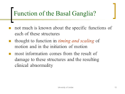 There are cholinergic fibers in striatum which have opposite action to dopaminergic fibers. Basal Ganglia And Motor Control L21 Ppt Video Online Download