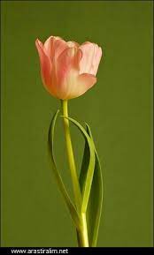 Karanligi Aydinlatan Isik Cicekler Beautiful Flowers Planting Bulbs Orange Tulips