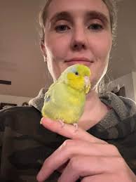 On the first day of Christmas, my true love said I couldn't keep: 1  Parrotlet named Teddy Teddy is a 6 year old pacific parrotlet whos colors  look like Easter