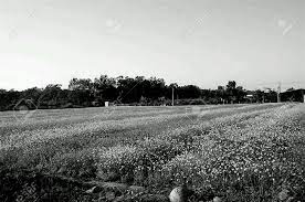 Maybe you would like to learn more about one of these? Black And White Flower Field Stock Photo Picture And Royalty Free Image Image 24894863