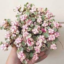 Portulacaria Afra Variegata Rainbow Bush Variegated Elephant Bush Portulacaria Afra Tricolor Rare Live Succulent Plan Best Indoor Plants House Plants Plants