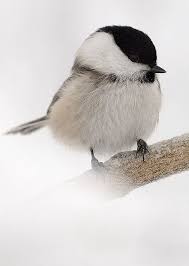 Birds Outside My Window Meaning Dose Of Inspiration Winter Kira Semple Cute Birds Pretty Birds Beautiful Birds