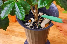 When you keep plant soil moist, it allows mold to grow. Why Does My Soil Have White Mold Simplify Gardening
