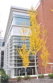 Check spelling or type a new query. Princeton Sentry Ginkgo Columnar Trees Ginkgo Strawberry Tree