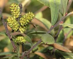 Image result for Myricaceae