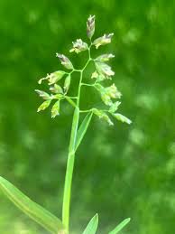 Image result for Poa schimperiana