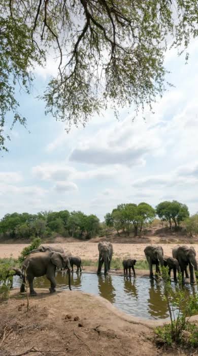 Simbavati River Lodge | Timbavati, South Africa | Yellow Zebra Safaris