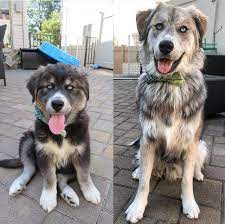 Tyson The Goberian Steemit Mixed Breed Dogs Cute Little Puppies Beautiful Dogs
