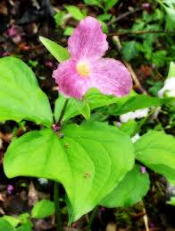 May 10, 2021 · the native range for virginia bluebells includes most of eastern north america. Wv Wildflowers Wild Flowers Vertical Garden West Va