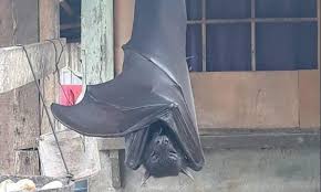The species is endangered and is currently facing the possibility of extinction because of poaching and forest destruction. Photo Of Golden Crowned Flying Fox Bat Scares Social Media Daily Mail Online
