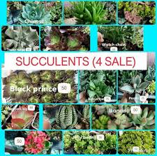 Check out our echeveria succulents for sale. Succulents For Sale Home Facebook