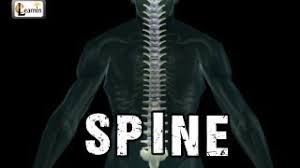 Usually bones that are thin and curved. Spine Or Vertebral Column Spine Bones Joints Human Spine Anatomy 3d Animation Elearnin Youtube