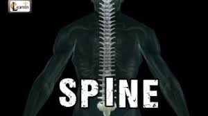 Human skeletal system, back view digital art by stocktrek. Spine Or Vertebral Column Spine Bones Joints Human Spine Anatomy 3d Animation Elearnin Youtube