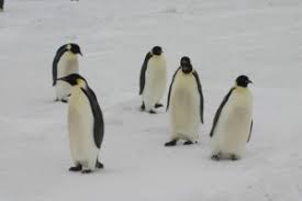 Adaptation In Animals Polar Bear Penguins Tropical