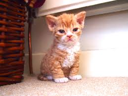I Love Lucy 3 Lamblike Florence Selkirk Rex Red Bocolour Female Kitten