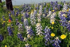 I really liked the video. Wildflowers Of Texas Texas Highways