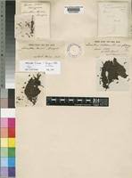 Image result for Oliverella hildebrandtii