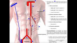 Dyspepsia may be caused by almost any benign or serious condition that affects the. Blood Supply To The Anterior Abdominal Wall Youtube