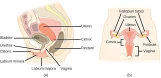 34 3 Human Reproductive Anatomy And Gametogenesis Texas Gateway