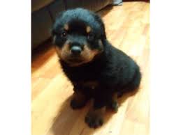 Feel free to leave a comment! Rottweiler Puppies Animals Chicago Illinois Announcement 133921