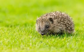 Although hedgehogs visiting your garden at night during the spring and summer months are probably perfectly healthy, there is still plenty that you can do to help them. A Home For A Hog