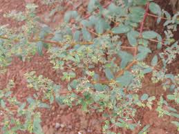 Image result for Euphorbia hyssopifolia
