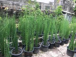 This ancient plant can adapt and thrive anywhere from florida to alaska. Horsetail Plant For Sale Location Cesai Online Store Facebook