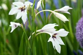 Image result for Gladiolus murielae
