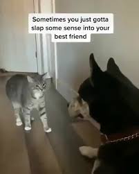 Pin On Cats And Dogs