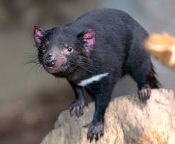 Maybe you would like to learn more about one of these? Tasmanian Devil San Diego Zoo Kids