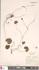 Image result for Brachyachne patentiflora