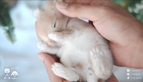 12 ภาพน่ารัก ๆ ของเจ้ากระต่ายขนฟู เห็นแล้วตกหลุมรักเลย ! Muji Sama ã‚€ã˜ ã•ã¾ à¸à¸£à¸°à¸• à¸²à¸¢à¸™ à¸­à¸¢à¸¡ à¸ à¸™ à¸²à¸£ à¸à¹† Me Lazy Mom