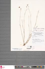 Image result for Fuirena stricta