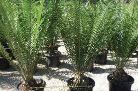 Image result for Encephalartos gratus