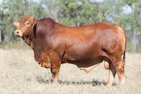 Maybe you would like to learn more about one of these? Brahman Cattles Crossbreeds