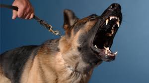 According to official kangal shepherd dog organisations in turkey. Baby Totgebissen Warum War Kowu Nicht Als Kampfhund Gemeldet News Inland Bild De