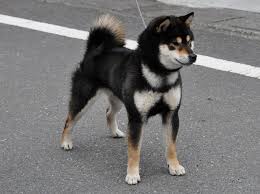 Black And Tan Shiba Inu Mix Play Outside With Me Animals Pinterest Plays Dog And Animal