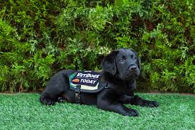 This bowl however actually works and now my puppy went from devouring her food in 30 secs to at least 5 mins now. Petsmart Supports Nbc S Today S Puppy With A Purpose Business Wire
