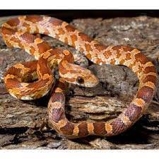 Corn Snake My Dream Pet Corn Snake Petsmart Tortoise As Pets